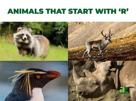 Animals that Start with R - Listed With Pictures, Facts - AZ Animals