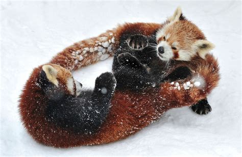 Adorable Red Pandas Playing In Snow Photo One Big Photo