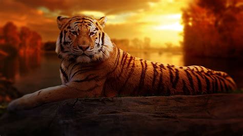 77 Majestic Tiger Pictures · Pexels · Free Stock Photos