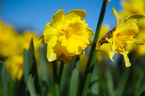 Free Stock Photos Rgbstock Free Stock Images Daffodil