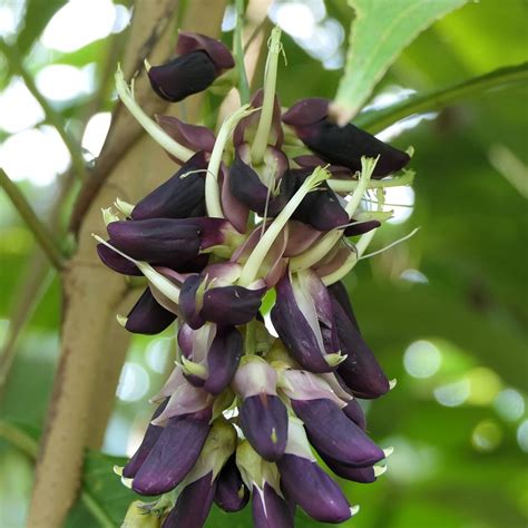 Mucuna Pruriens Seeds Velvet Bean Cowhage Annual Climbing Shrub Health