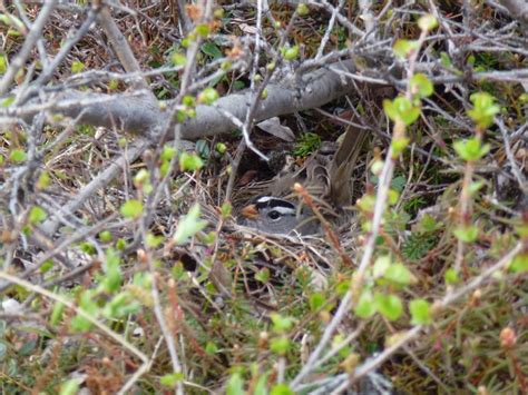 We did not find results for: Increasing Shrub Cover & Changing Seasonality - Multi ...