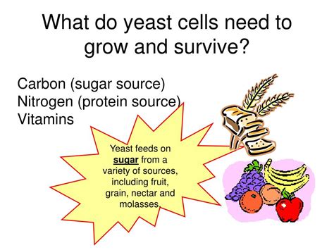 Some plant seeds need exposure to light to germinate and should not be covered with soil. PPT - Microbiology and Yeast Cell Fermentation PowerPoint ...