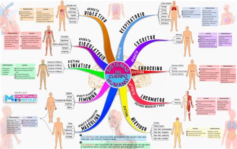 NUEVO Mapa Mental Del Cuerpo Humano Partes Funciones Y Padecimientos DESCARGA GRATIS Tony