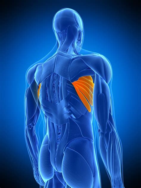 Muscle Pain Under Armpit And Back