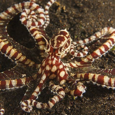 Are Mimic Octopus Poisonous Facts About Mimic Octopus