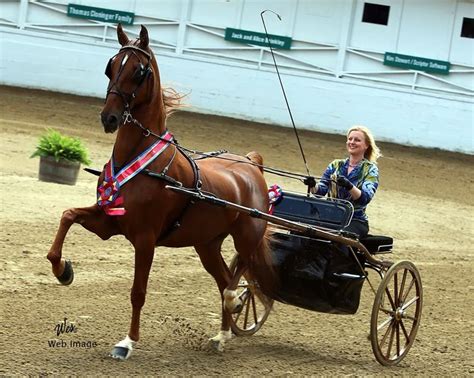 Upstate • American Saddlebred Country Pleasure Driving • Trained By