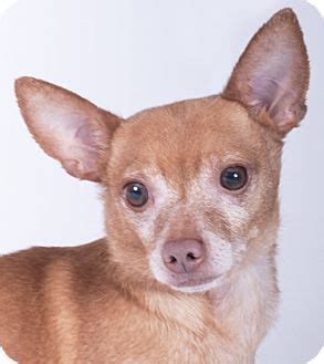 There are likely hundreds of adoptable cats and dogs in your local animal shelters or rescues. Chicago, IL - Chihuahua. Meet Blue, a dog for adoption ...