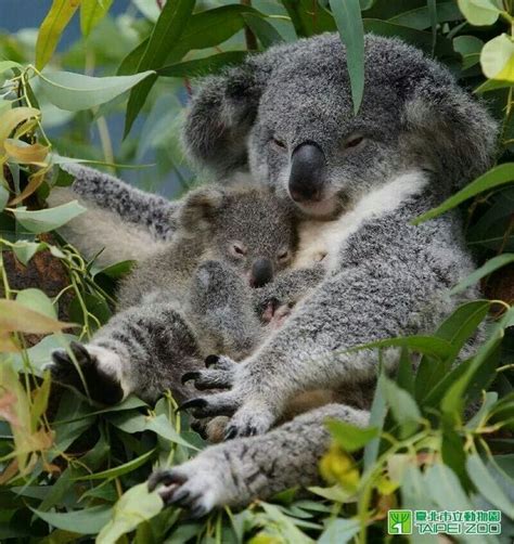 Mum And Bub Cute Animals Koala Koalas