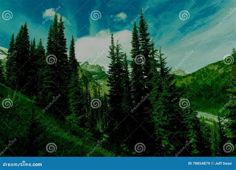 Evergreen Mountain Forest Stock Image Image Of Fresh 78854879