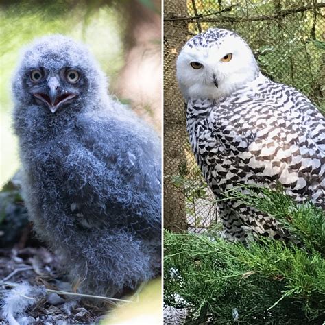 Snowy Owl Chicks Are Ready For Winter