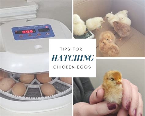 10 Tips For Successfully Hatching Chicken Eggs