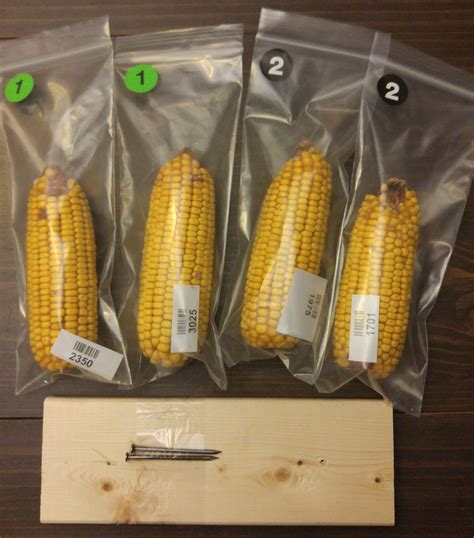 Gmo Corn Experiment Ends June 27 Biology Fortified Inc