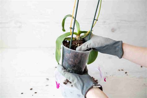 Best Soil For Orchids Potting Soil