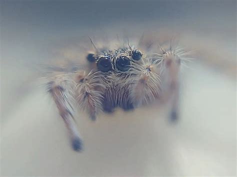 Interesting Facts About Jumping Spiders