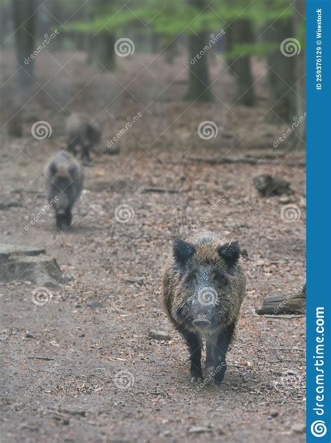 Vertical Shot Of Wild Boars Sus Scrofa In A Forest Stock Image