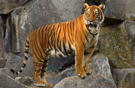 Twitter oficial del club atlético tigre. Un tigre de un zoo de Nueva York, infectado