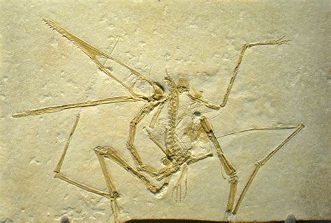 Toothless ‘dragon Pterosaurs Dominated The Late Cretaceous Skies Heritagedaily Archaeology News
