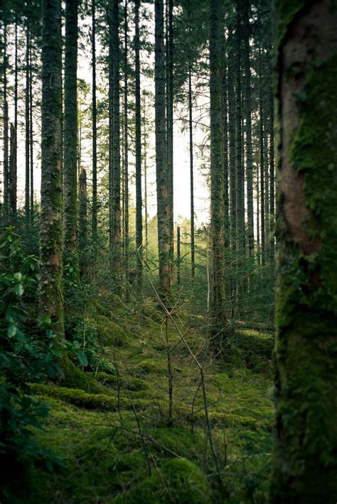 A Mossy Pine Forest In The Scottish Highlands Taken On A Fujifilm X E1