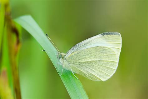 Das wohnen in einem einfamilienhaus hat. Kleiner Kohlweißling (Forum für Naturfotografen)