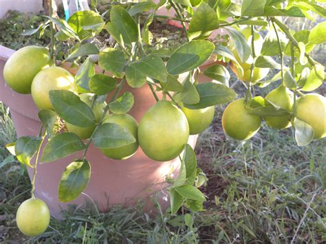 Dianes Texas Garden Lemon Tree