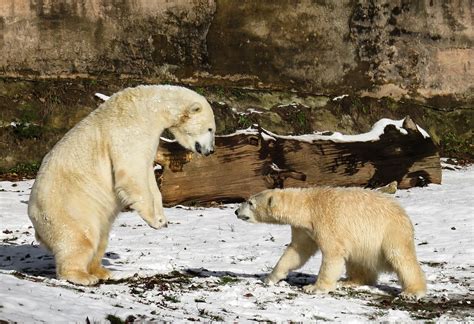 Polar Bear Play Fight · Free Photo On Pixabay