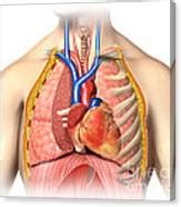 Learn about each muscle, their locations & functional the pectorals, or chest muscles, are so large and prominent that they can't be hidden. Male Chest Anatomy Of Thorax Photograph by Leonello Calvetti