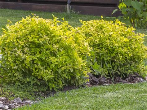 Top 15 Evergreen Bushes For Vibrant Color All Year Long Broadleaf
