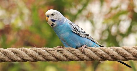 How To Care For Your Parakeet Allans Pet Center