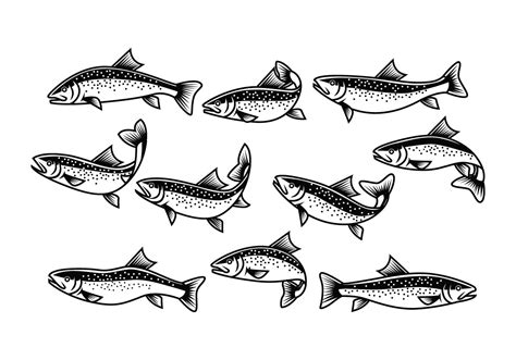 Rainbow Trout Vector Art Icons And Graphics For Free Download