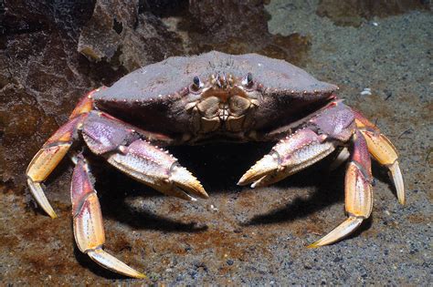 Crab Definition And Meaning With Pictures Picture Dictionary And Books