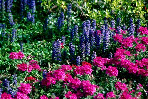 Ajuga Offers Colorful Groundcover Qualities Mississippi