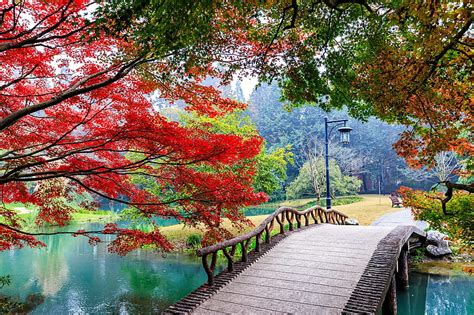 Beautiful Park In Autumn Autumn Serenity Bridge Garden Bonito