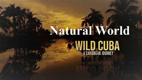 Asadal Bbc Natural World Wild Cuba A Caribbean Journey Part 2 2020