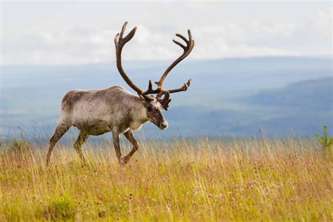 Reindeer In Iceland Iceland Travel Guide