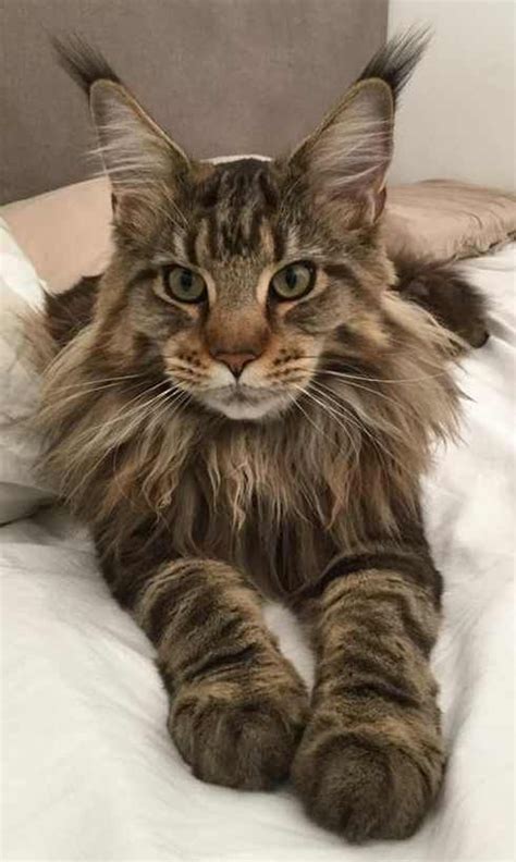 pin  maine coon info
