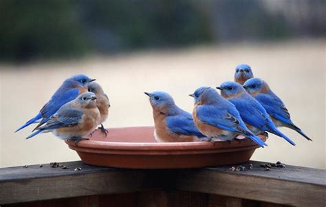 Beautiful Blue Bird Pictures Incredible Snaps