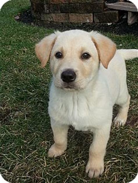 See more of ne ohio labrador retriever rescue on facebook. A.J. ADOPTION PENDING | Adopted Puppy | Columbus, OH ...