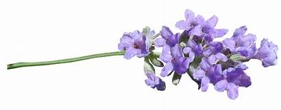 Lilac Transparent Lavanda Flower Lavender Pixabay Aesthetic