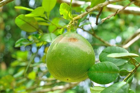 Closeup Of Pomelo Fruit On Tree In Garden Stock Photo Image Of Citrus