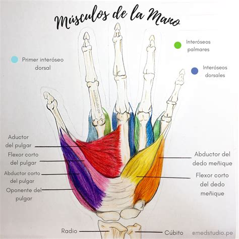 Músculos De La Mano Musculos De La Mano Anatomía Cuerpo Humano