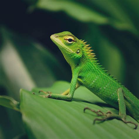 Macro Photography Of Green Crested Lizard · Free Stock Photo