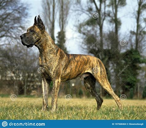 Great Dane Or German Mastiff Dog Male Old Standard With Cut Ears
