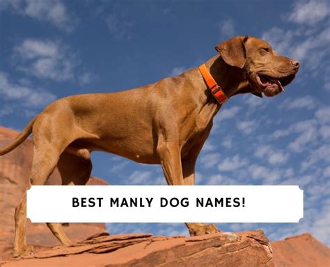 106 Best Manly Dog Names 2023 We Love Doodles