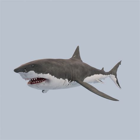 3d Model Great White Shark Vr Ar Low Poly Rigged Cgtrader