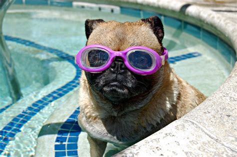 Aqua Pug My Friend Makes Her Dog Wear Swim Goggles In The Pool