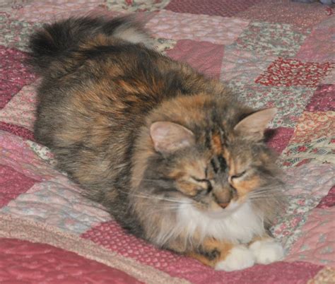 Barbs Cats And Quilts Minnie The Pregnant Calico