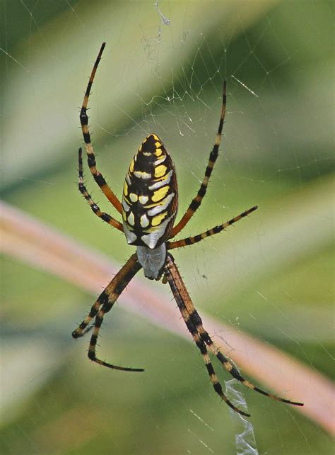 Black Spider With Yellow Spots Bobs And Vagene