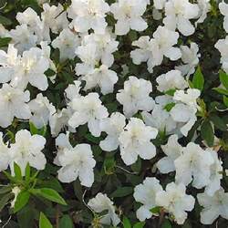3 X White Azalea Japanese Evergreen Shrub Hardy Garden Plant In Pot Ebay