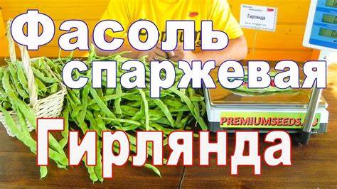 Фасоль спаржевая диета Фасоль спаржевая Гирлянда - YouTube Фасоль спаржевая Гирлянда - YouTube Фасоль спаржевая диета